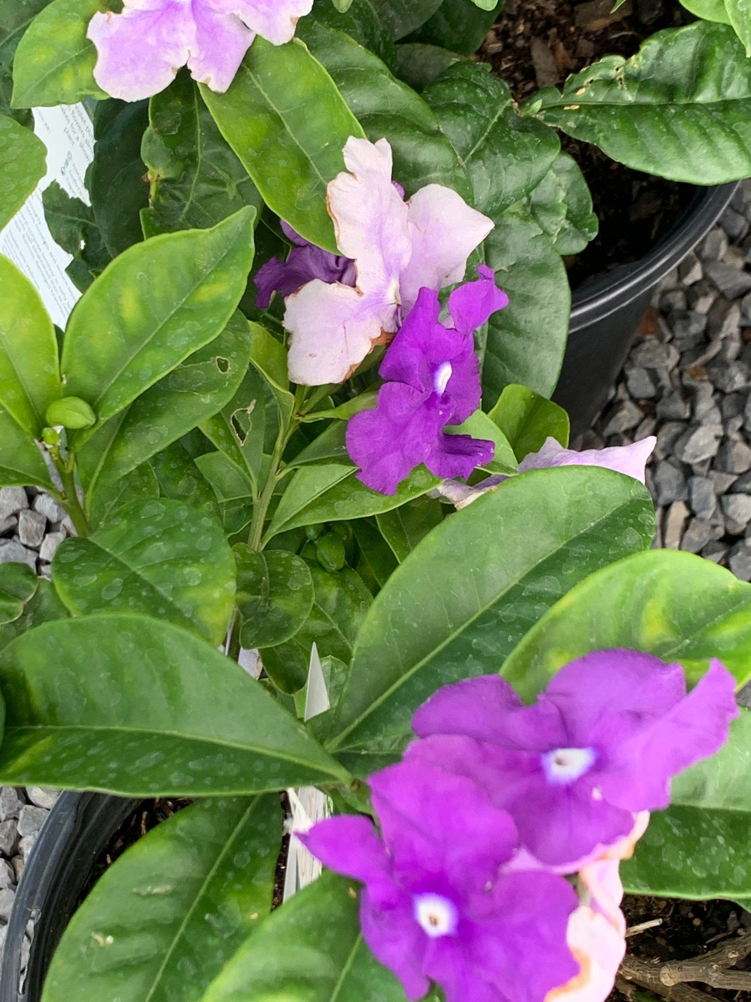 Tibouchina Plant — Shreveport, LA — Lex Plant Farm