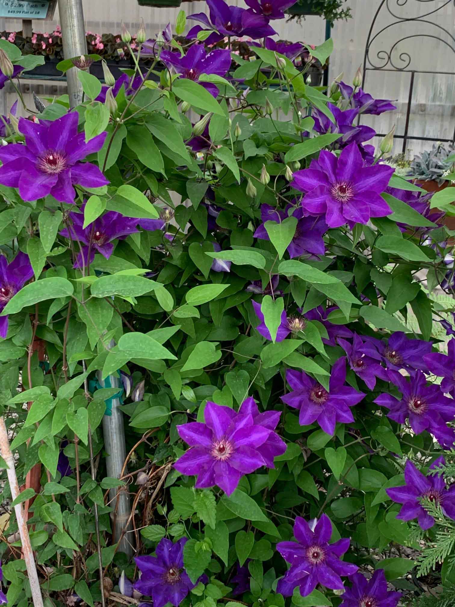 Purple Passion Flowers — Shreveport, LA — Lex Plant Farm