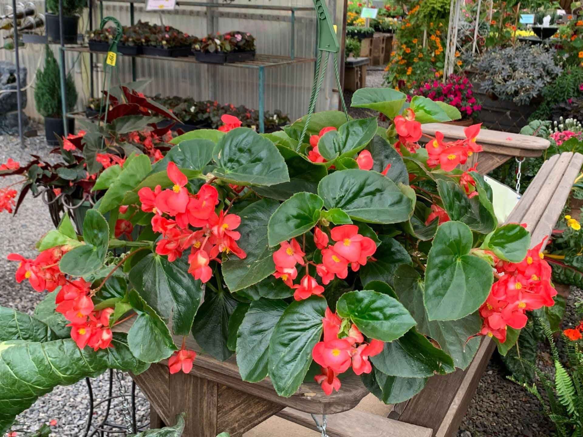 Begonia Plants — Shreveport, LA — Lex Plant Farm
