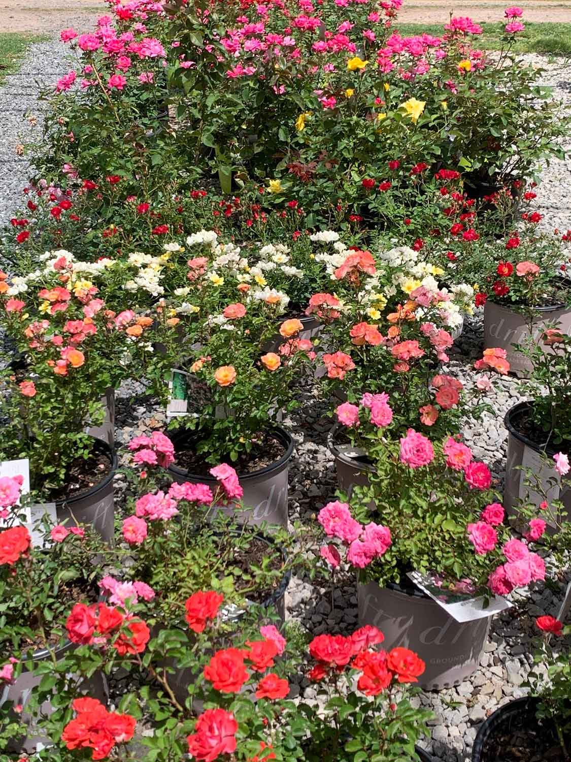 Shrub Roses — Shreveport, LA — Lex Plant Farm