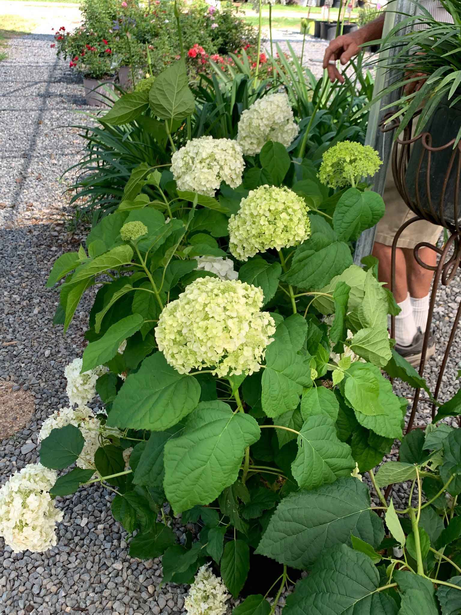 Smooth Hydrangea — Shreveport, LA — Lex Plant Farm