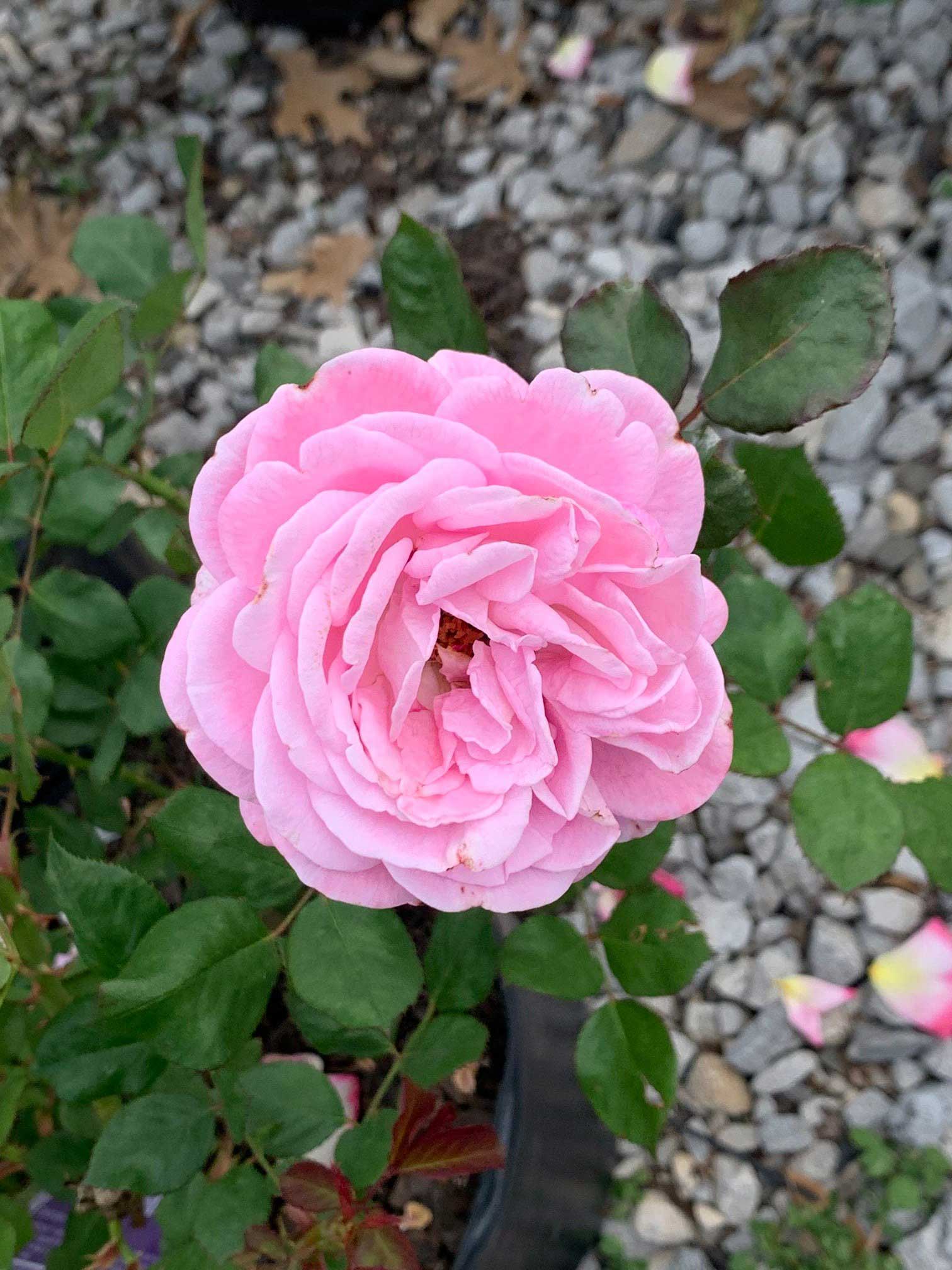 Pink Rose — Shreveport, LA — Lex Plant Farm