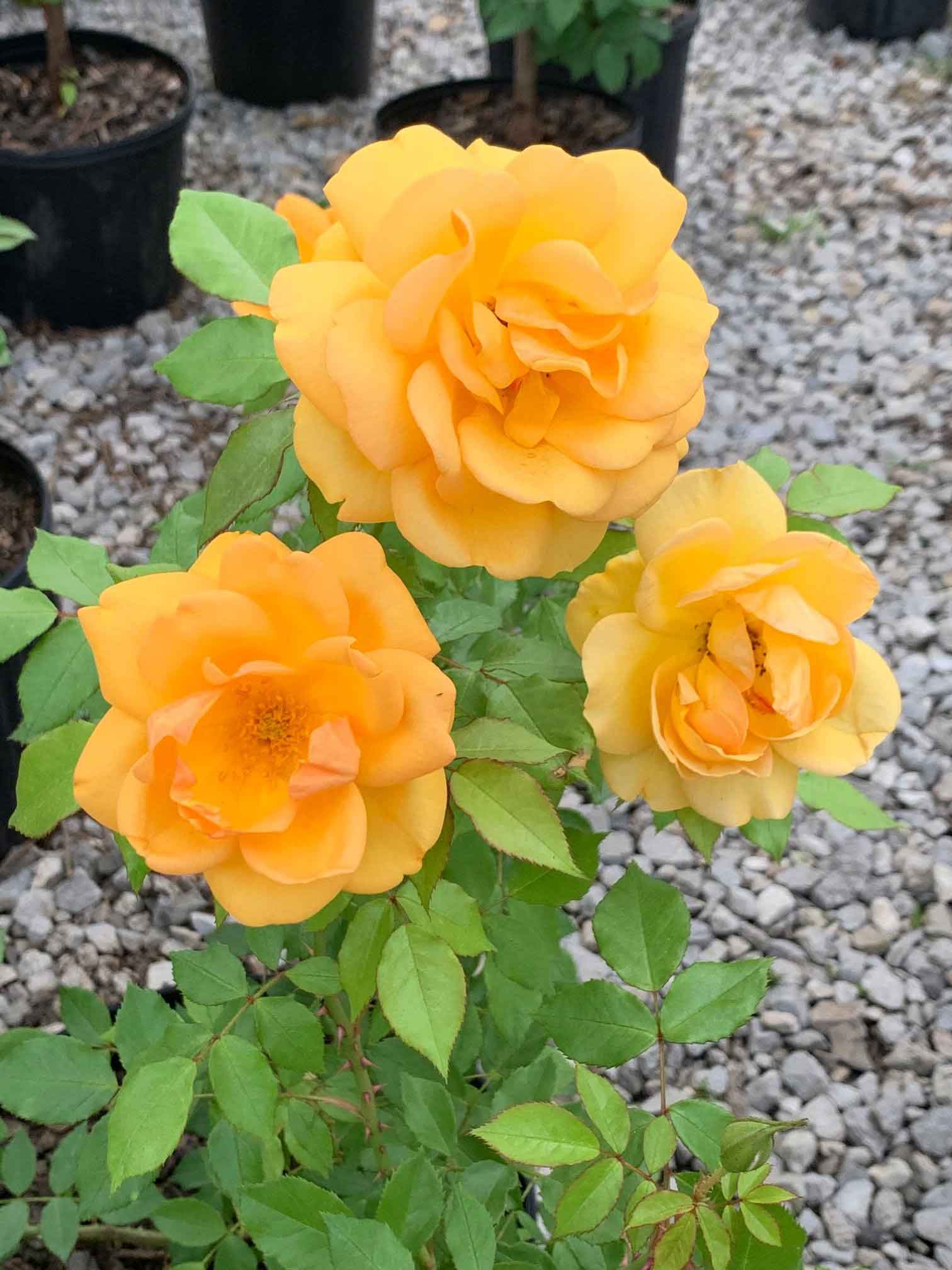 Yellow Rose — Shreveport, LA — Lex Plant Farm