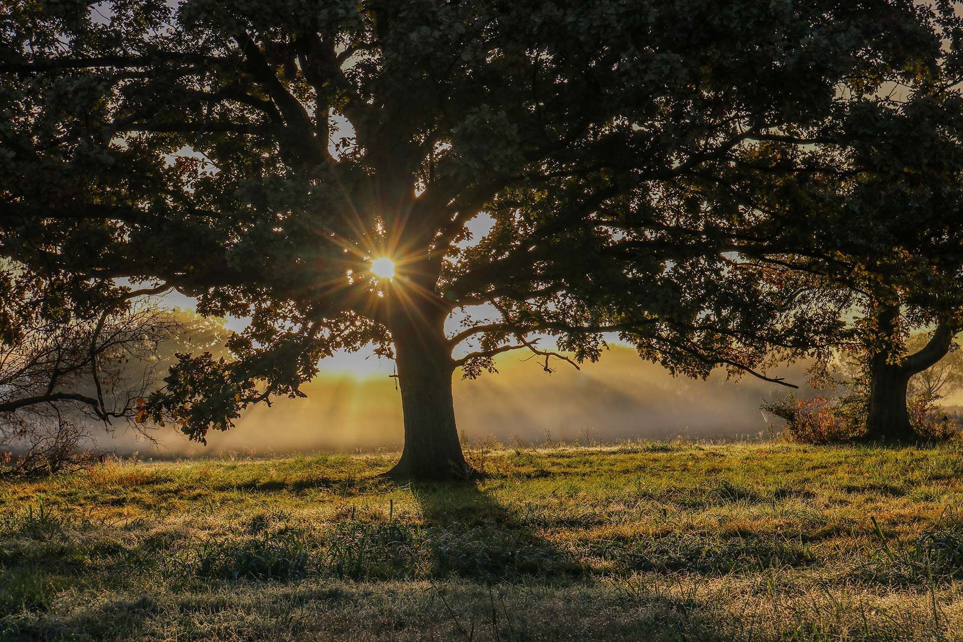 Sunlight bursts through a large oak tree in a grassy field, casting long shadows. Fog hangs low in the background.