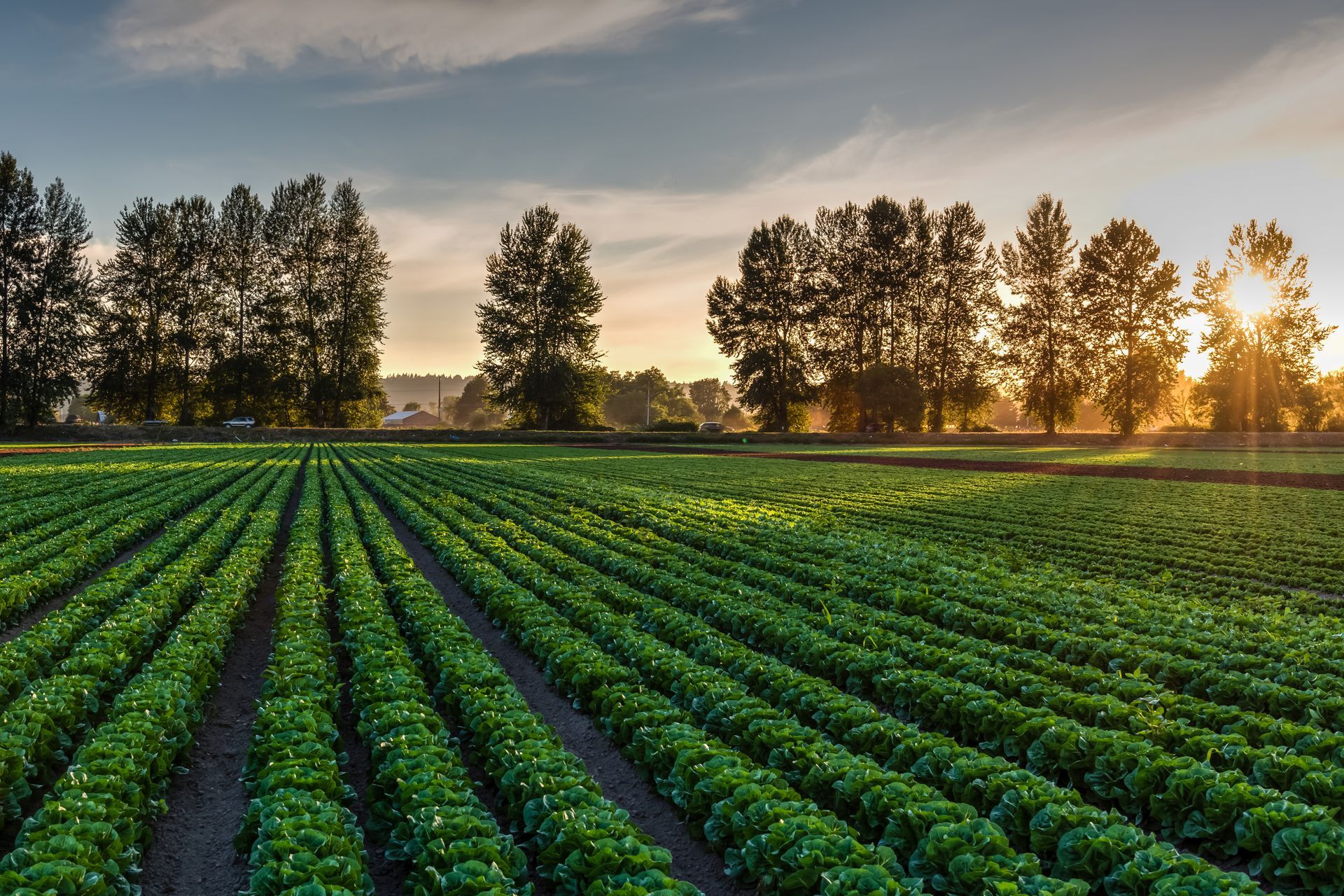 Rows of leafy green plants in a field with a line of trees silhouetted by the setting sun in the background.