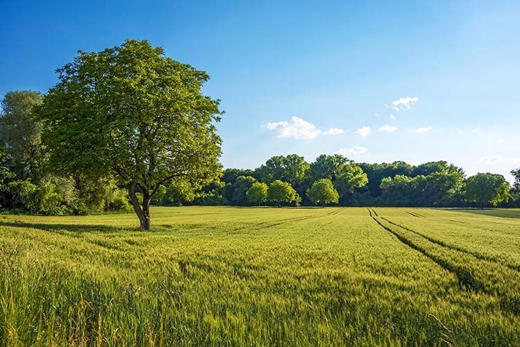A sunny field with a large tree and tire tracks leading into a distant treeline under a blue sky.