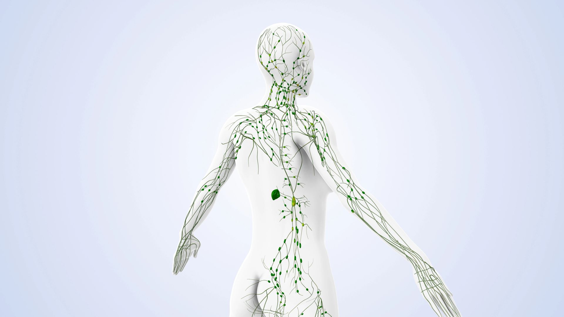 A white human figure, with green lymphatic system, showing a possible tumor.