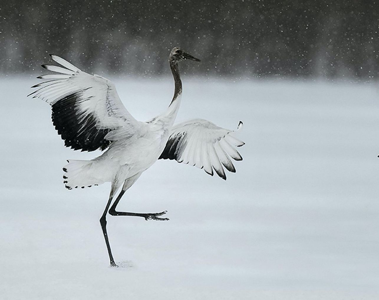 Bruna Photography | Dancing In The Wind