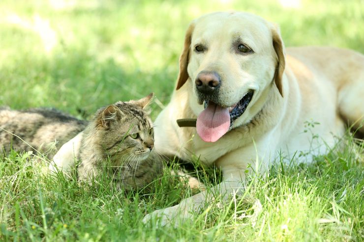 Cane e gatto in prato