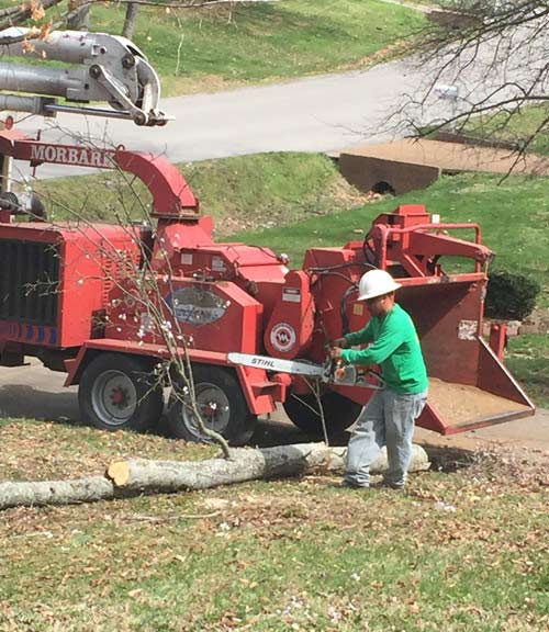 Tree Care | Nashville, TN | Kaily's Tree Service