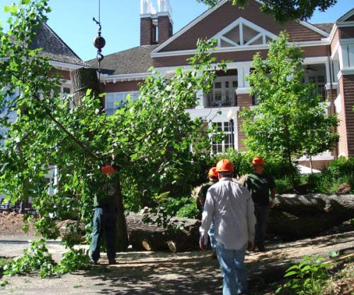 Storm Cleanup Service — Cleaning Up Trees in Nashville, TN