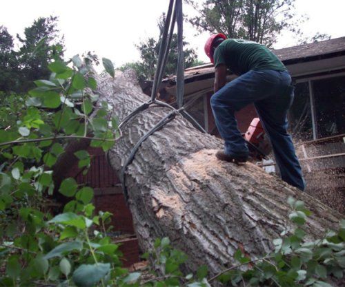 Fallen Tree Removal —Other View of Huge Tree Removal  in Nashville, TN
