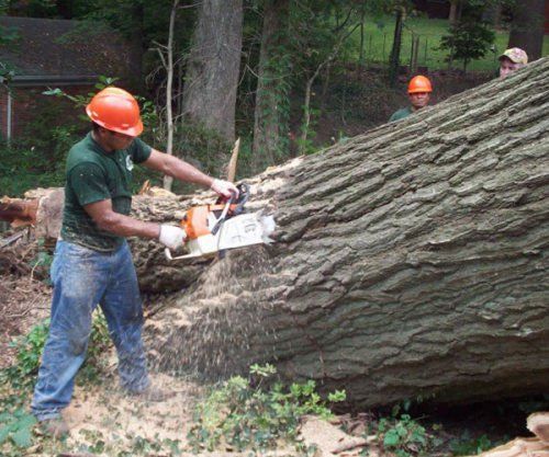 Regular Tree Trimming Service — Huge Tree Removal in Nashville, TN