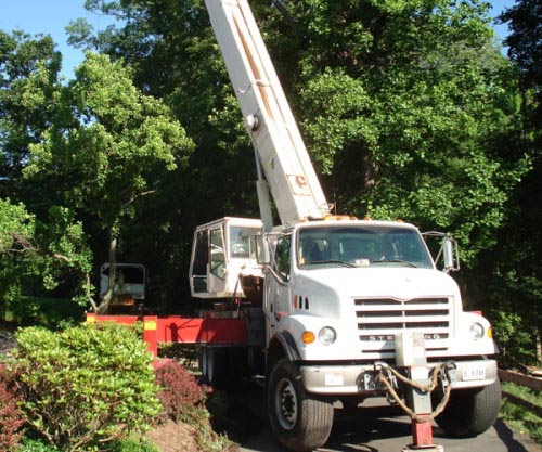 Best Tree Service — Actual Tree Removal Other View in Nashville, TN