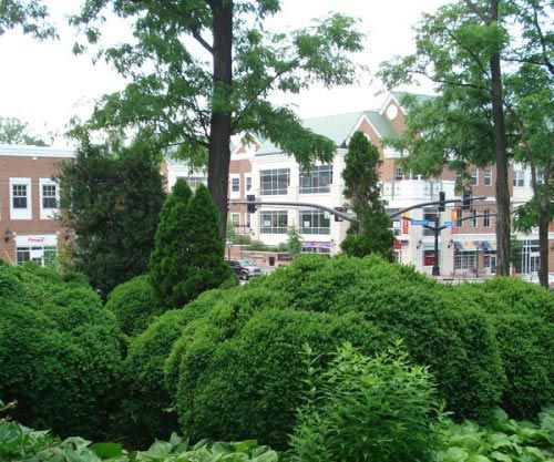 Family Owned Company Tree Service — New Trim Backyard in Nashville, TN