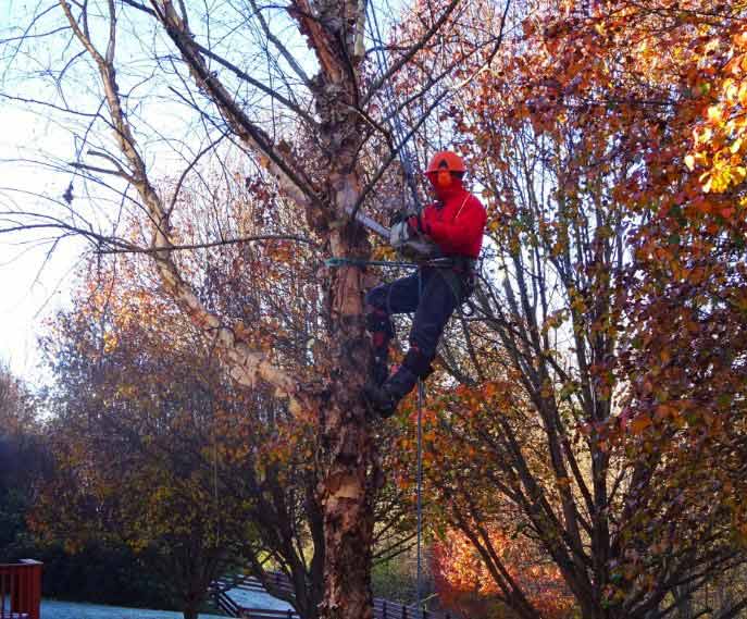 Storm Cleanup — Man in Red Shirt Cutting Tree in Nashville, TN