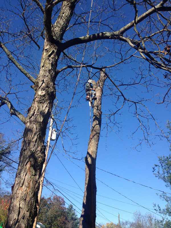 Residential Tree Removal Service — Tall Tree To Be Remove in Nashville, TN