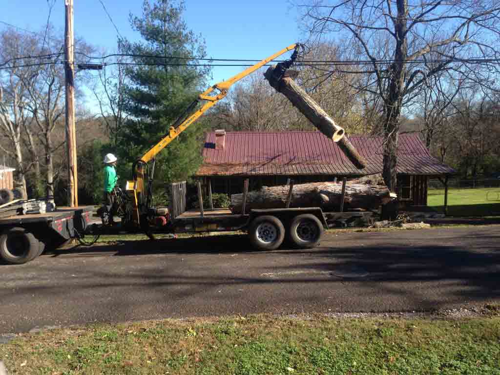 Tree Service Options Included — Truck Carrying Tree in Nashville, TN