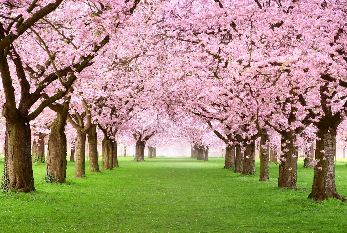 Tree Care  — Beautiful Trees in Nashville, TN