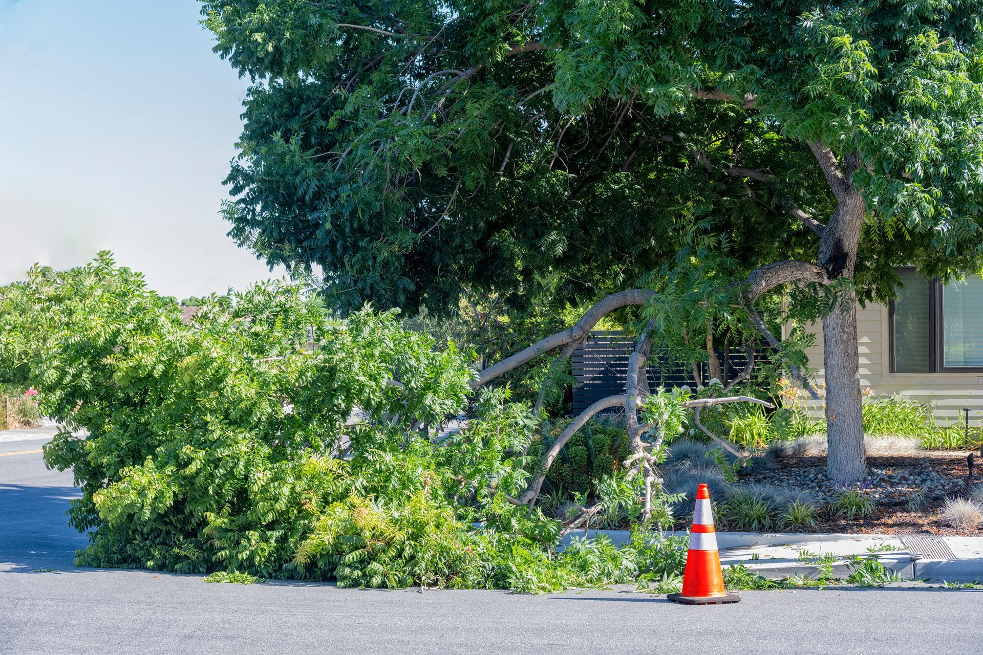 Fallen tree branch blocks road with orange traffic cone nearby.