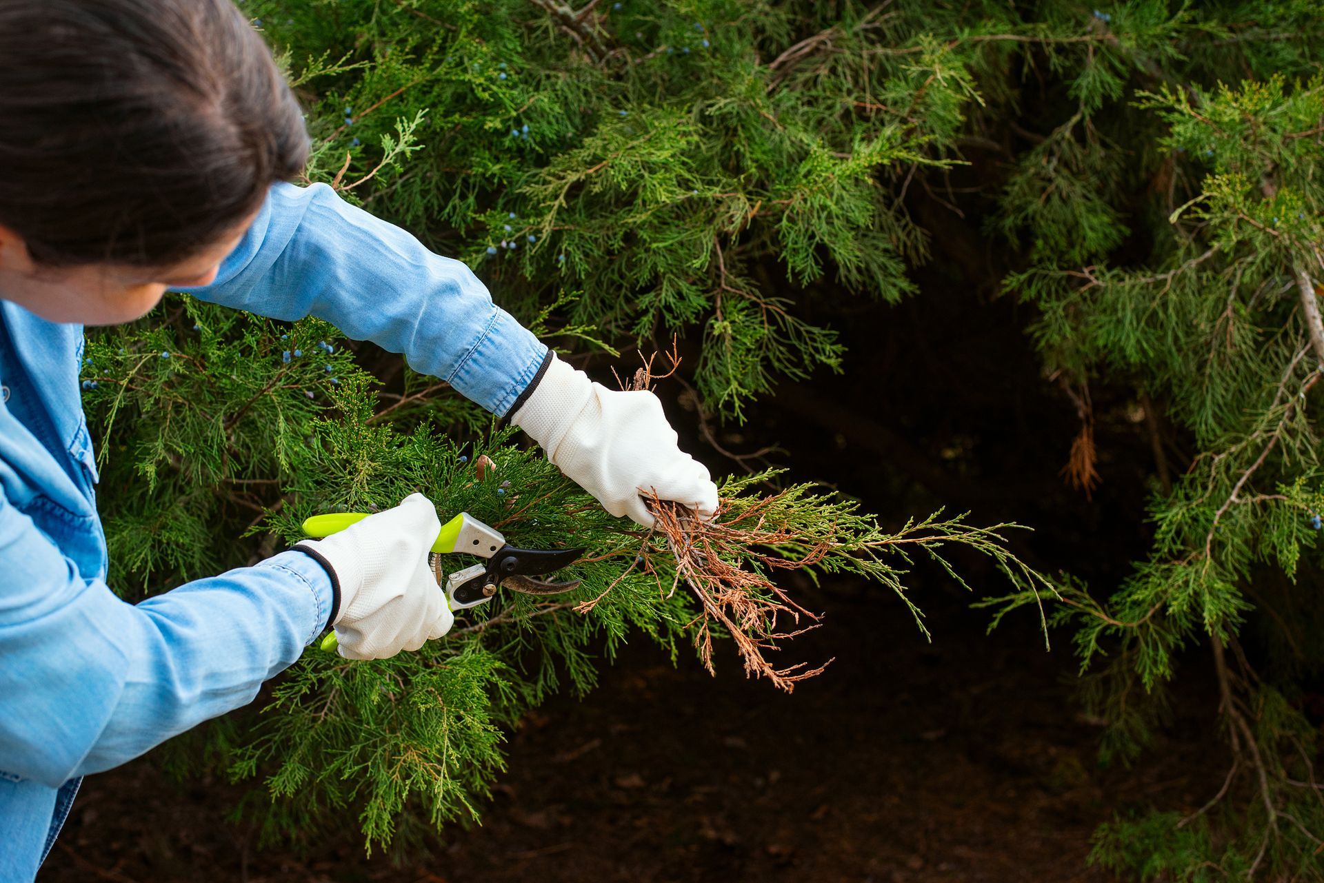 A female gardener with gloves prunes the branches of a large plant.