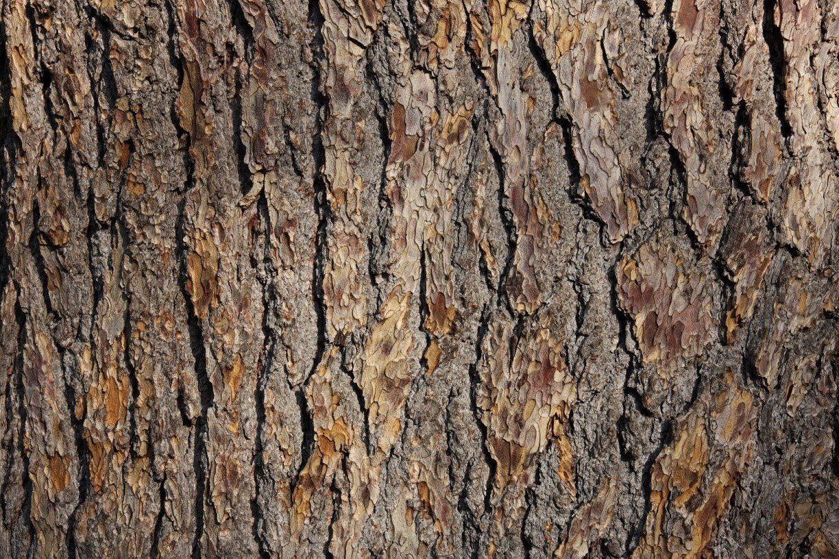 A Tree Bark — Nashville, TN — Kaily's Tree Service