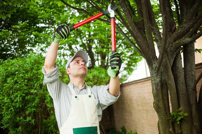 Man Pruning Tree — Nashville, TN — Kaily’s Tree Service