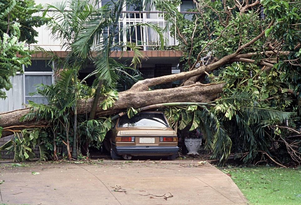 Tree Service — Tree falls to the car in Nashville, TN