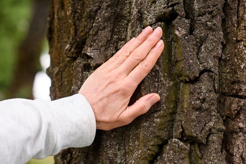 Man Holding Tree — Nashville, TN — Kaily's Tree