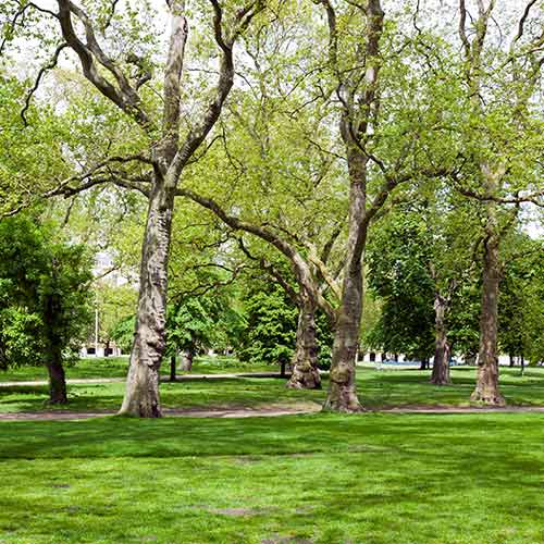 A company performing a tree service in Franklin, TN A company performing a tree service in Franklin, TN