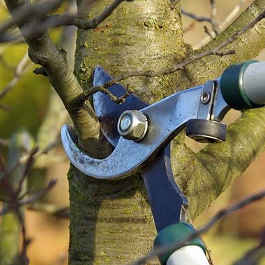 Tree Pruning Services in Brentwood, TN
