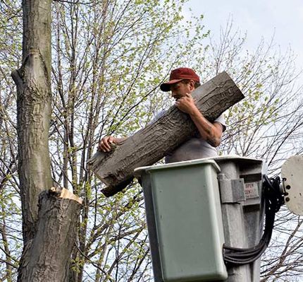Tree Trimming — Man Removing Dead Tree in Nashville, TN