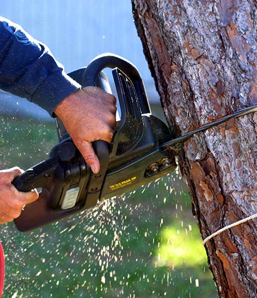 Tree Trimming