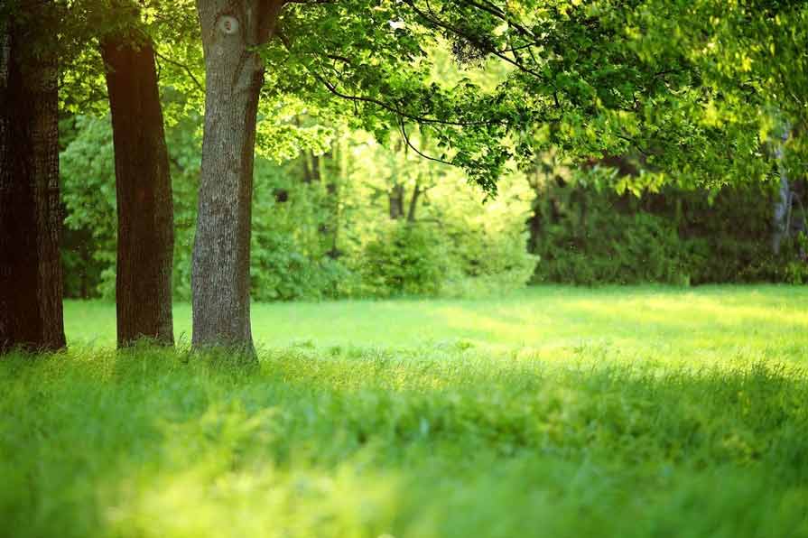 Tree Planting Site