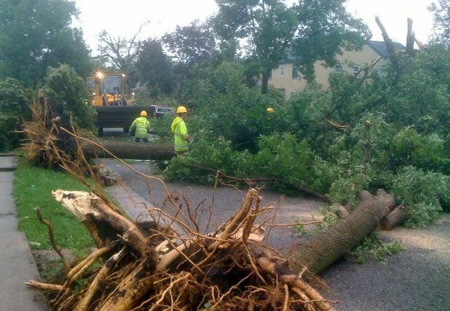 Fallen Tree Blocking the Road — Nashville, TN — Kaily's Tree