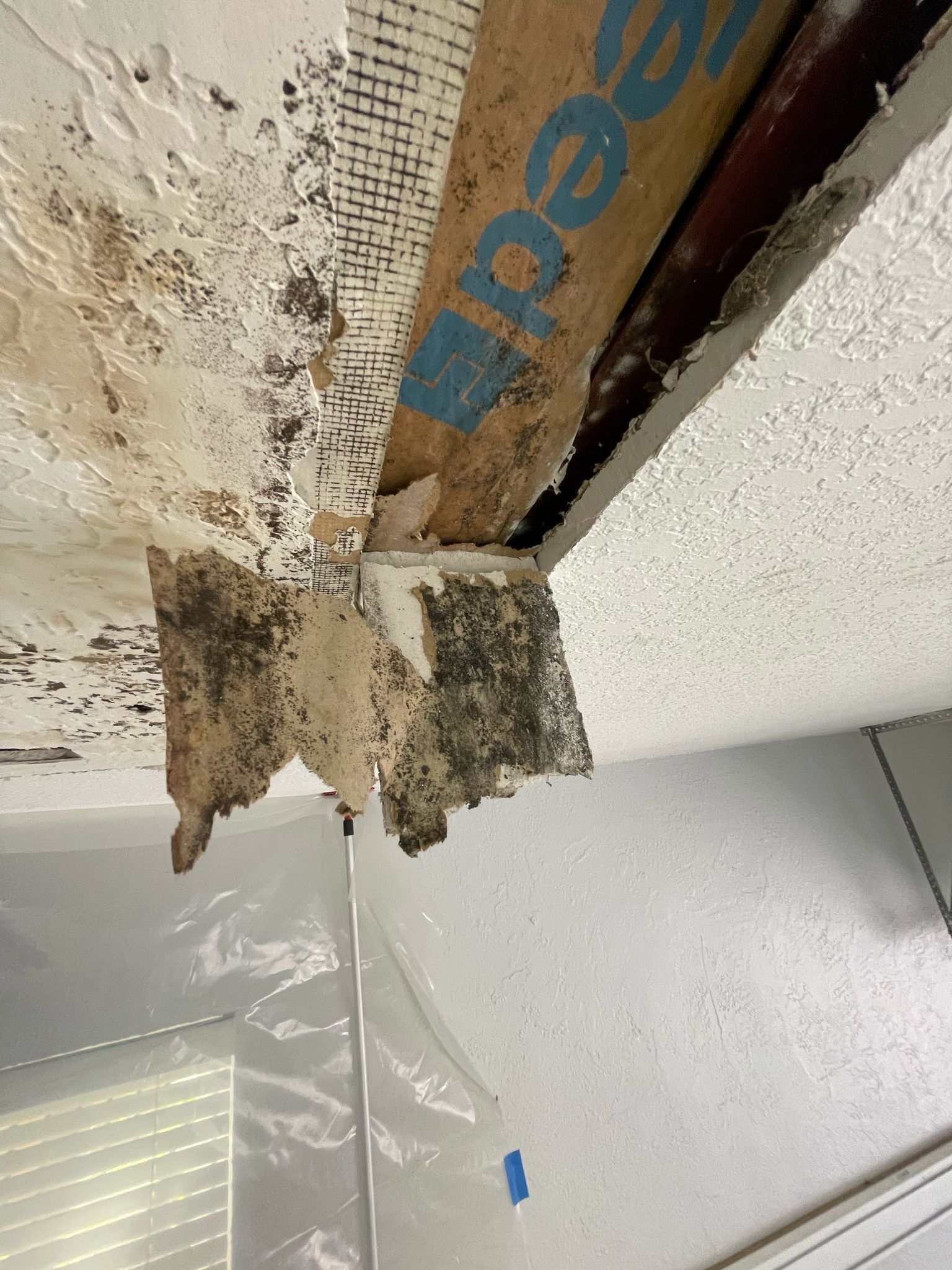 A close up of a ceiling with mold growing on it.