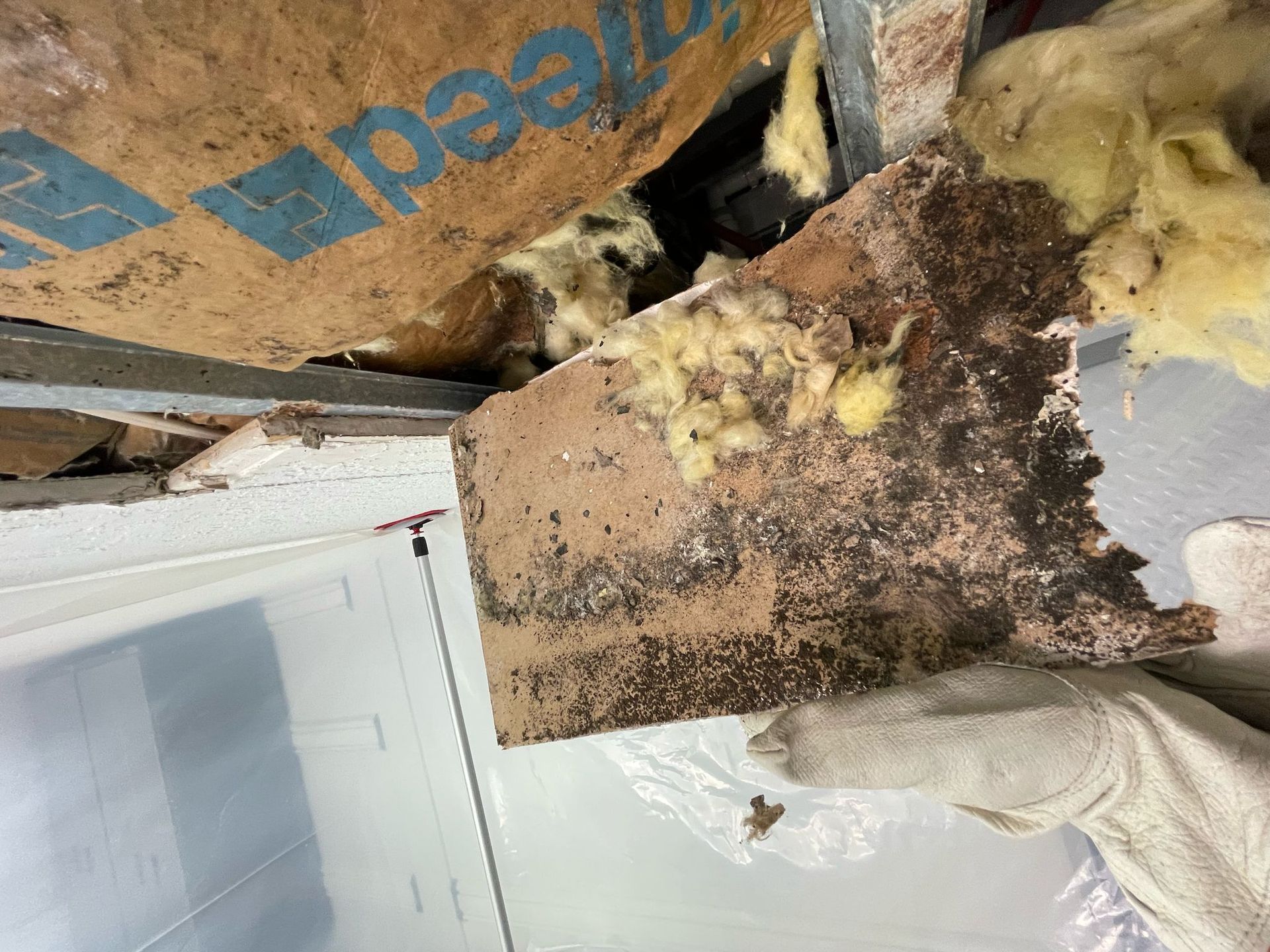 A person is holding a piece of wood that has been eaten by termites.