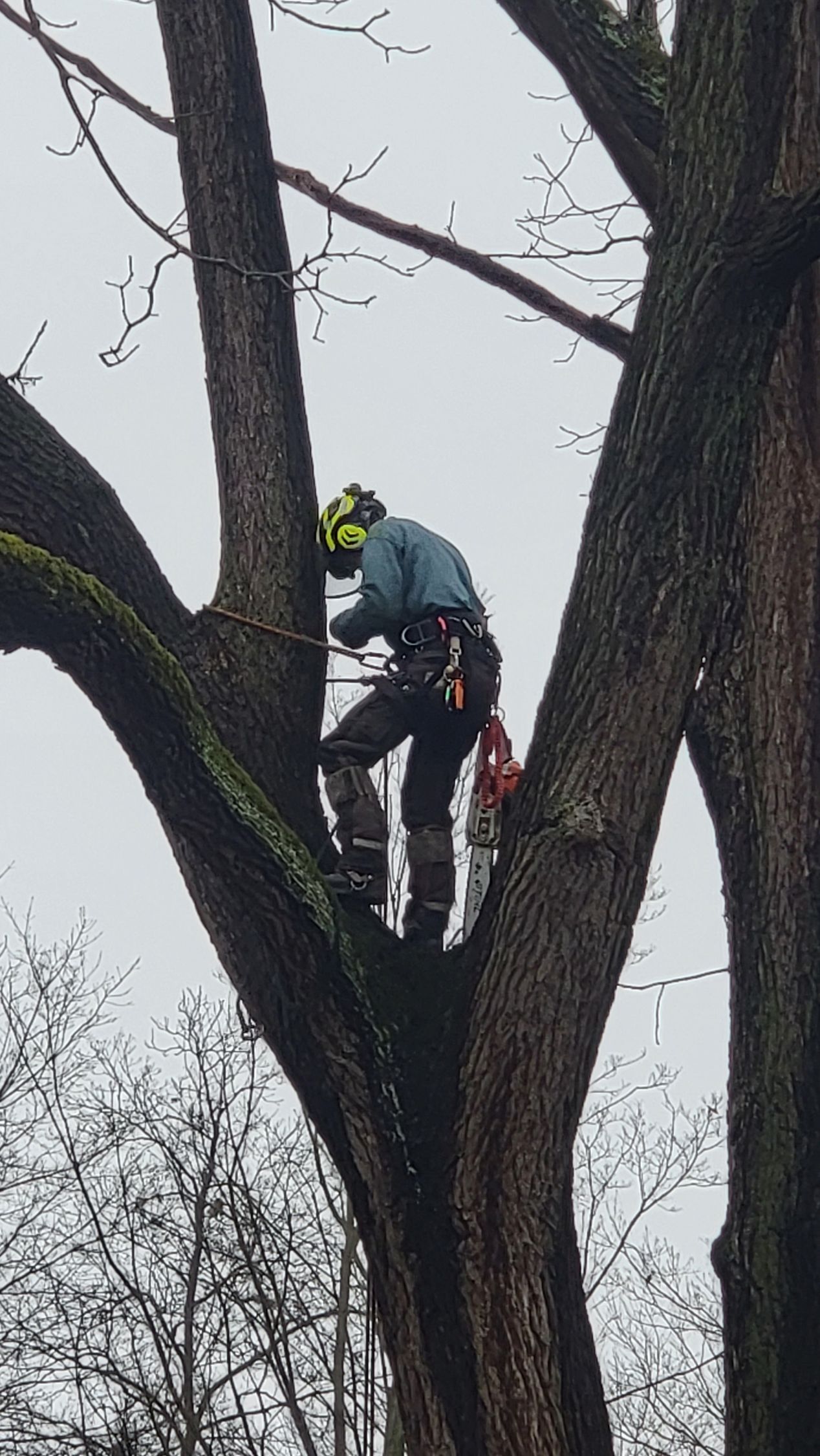 A man is climbing a tree with a chainsaw.