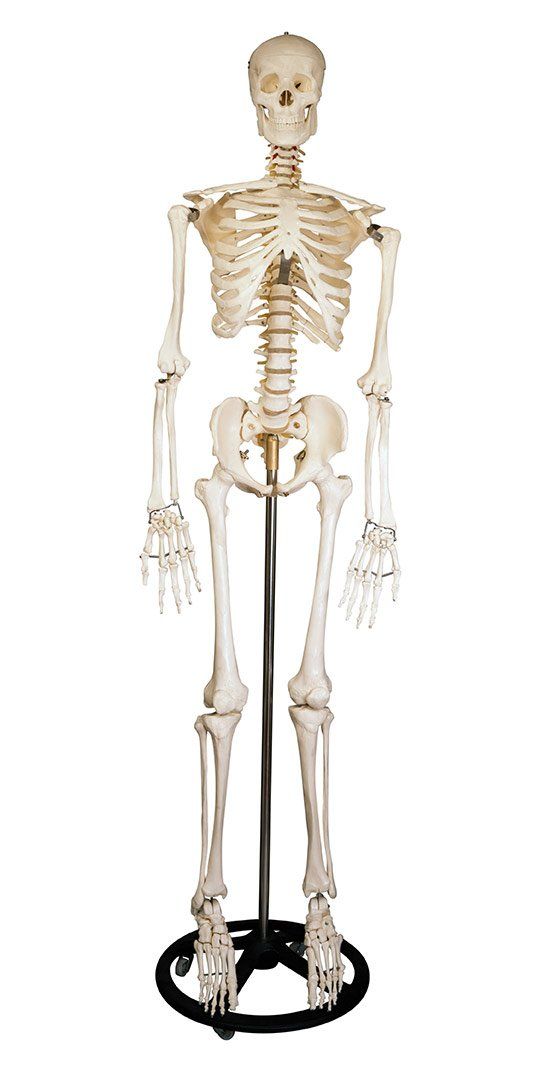 Human Skeleton — Chattanooga, TN — Specialists In Pain Management
