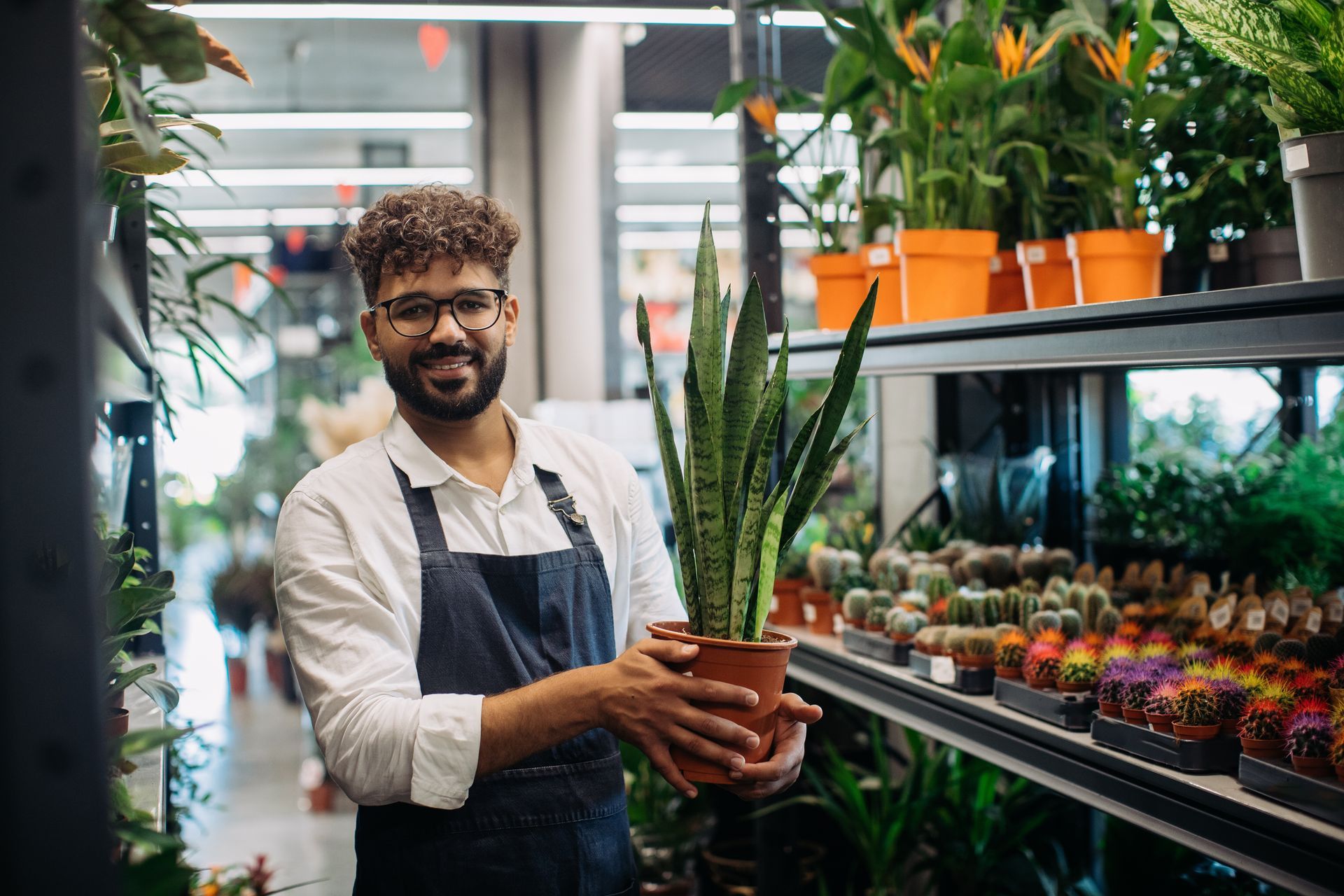 Man in apron holding potted snake plant in a plant shop, smiling.