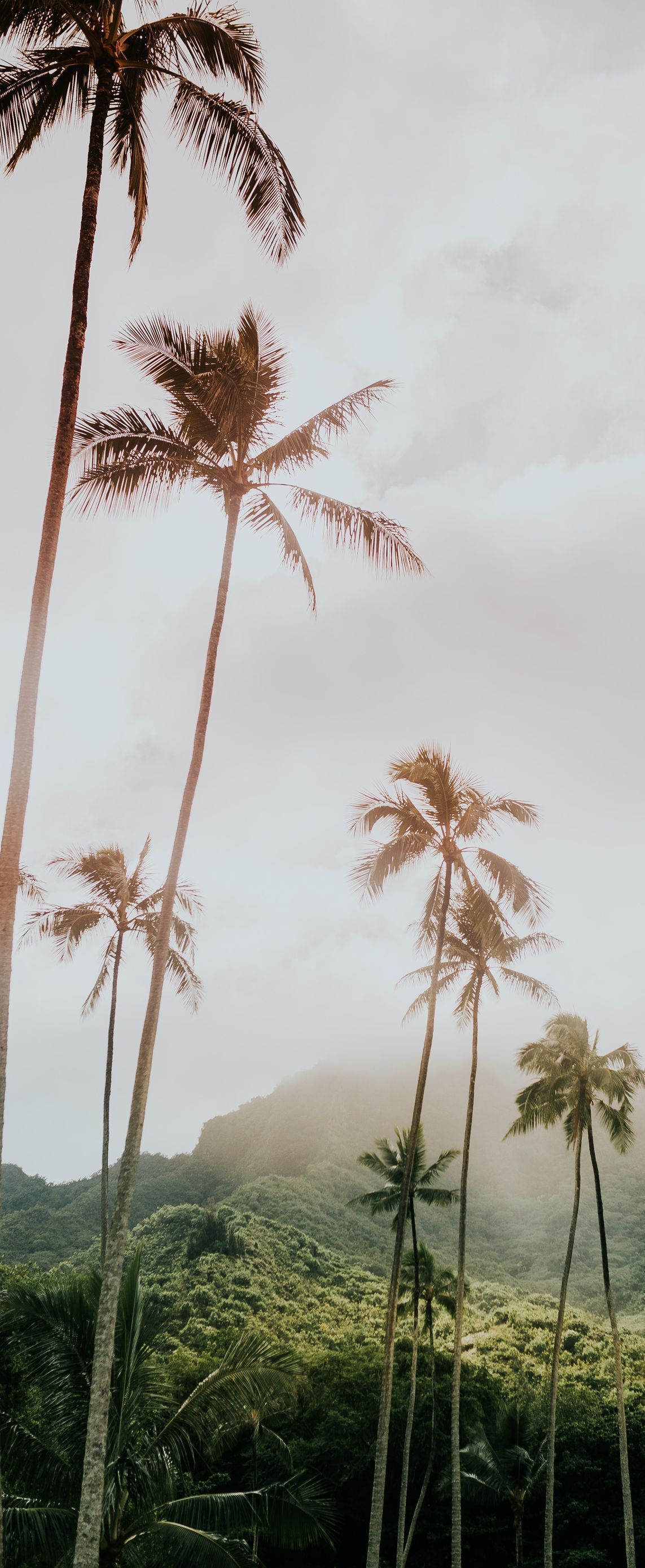 palm trees in hawaii