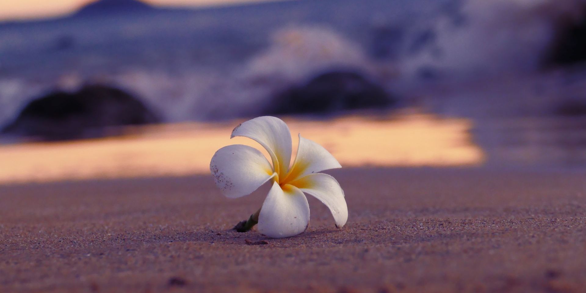 hawaiian flower on beach