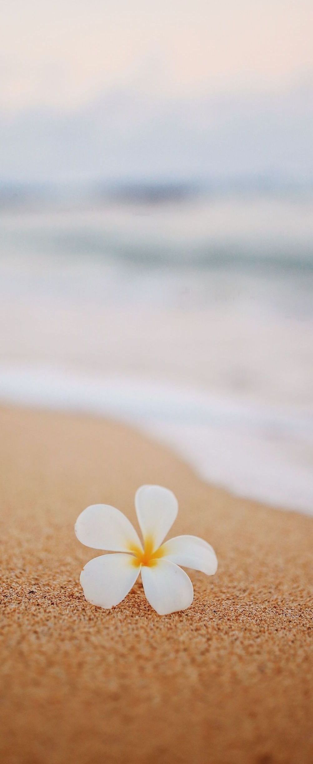 flower on a beach