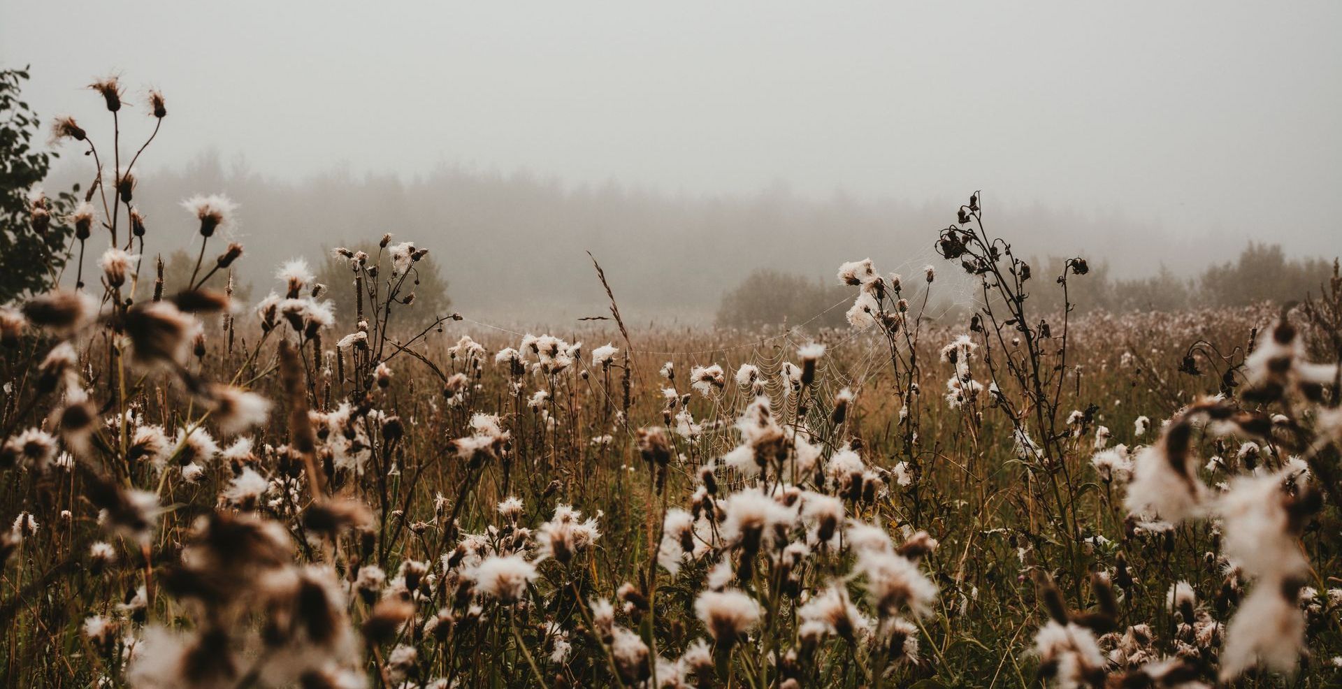 field of cotton