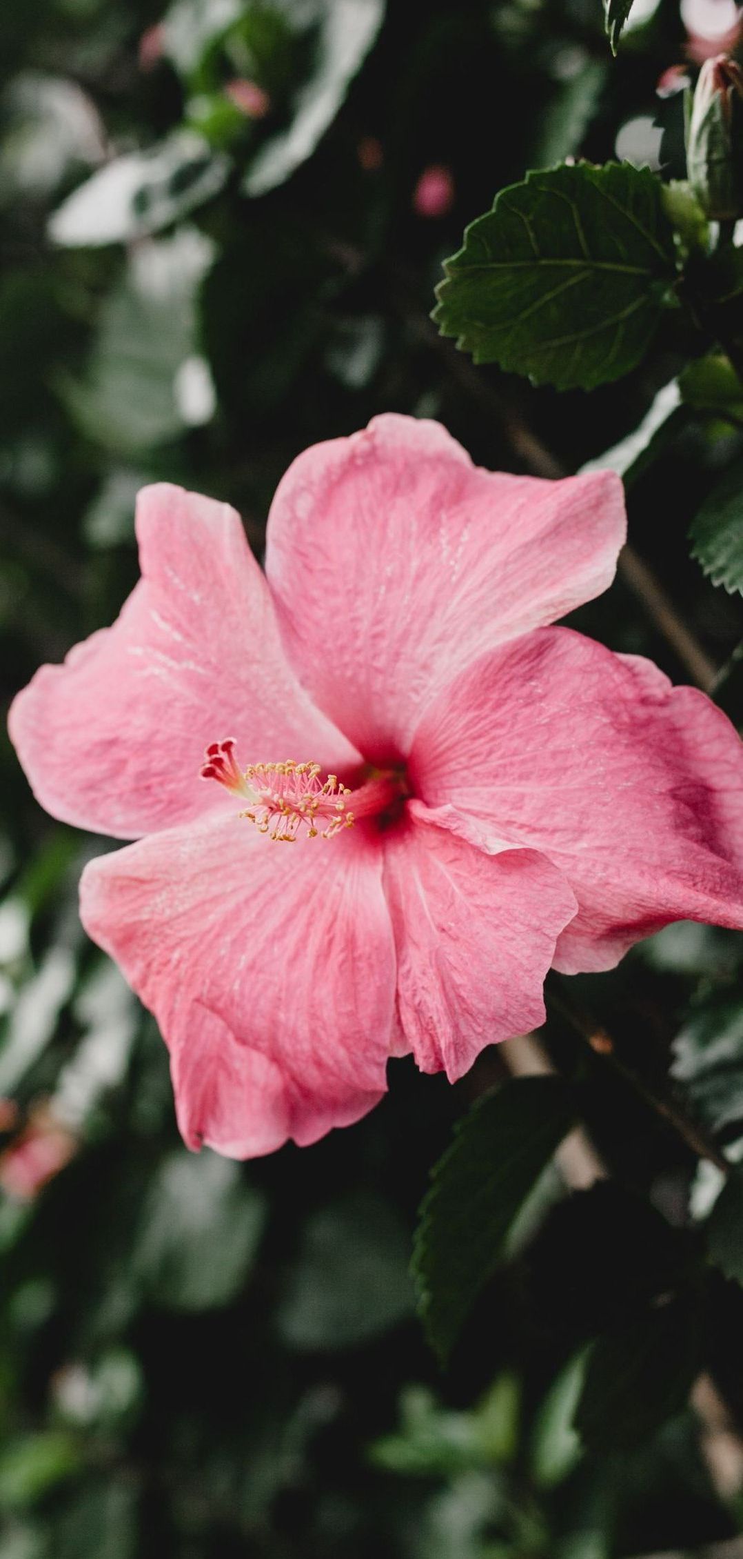 hibiscus flower