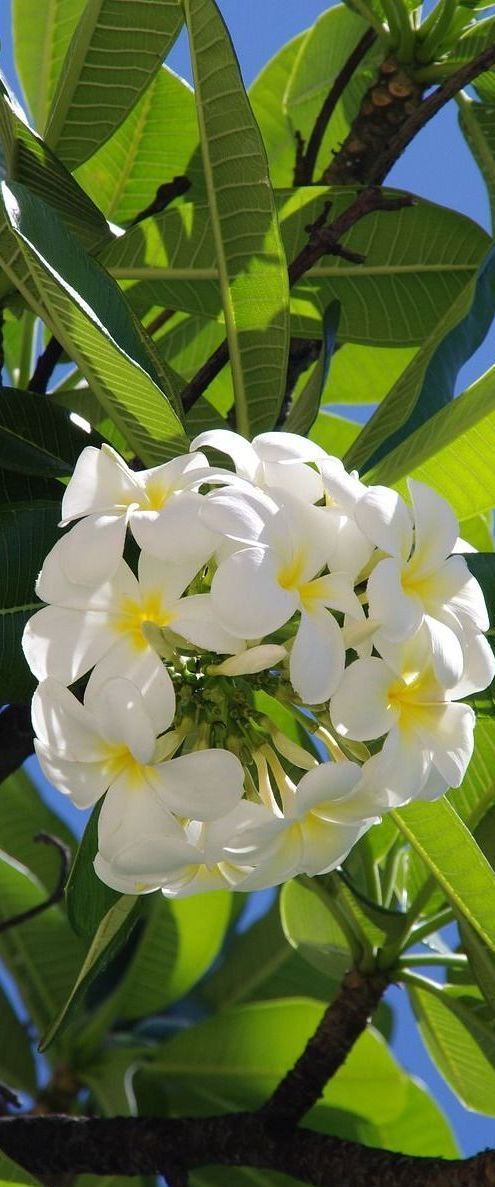 hibiscus flowers