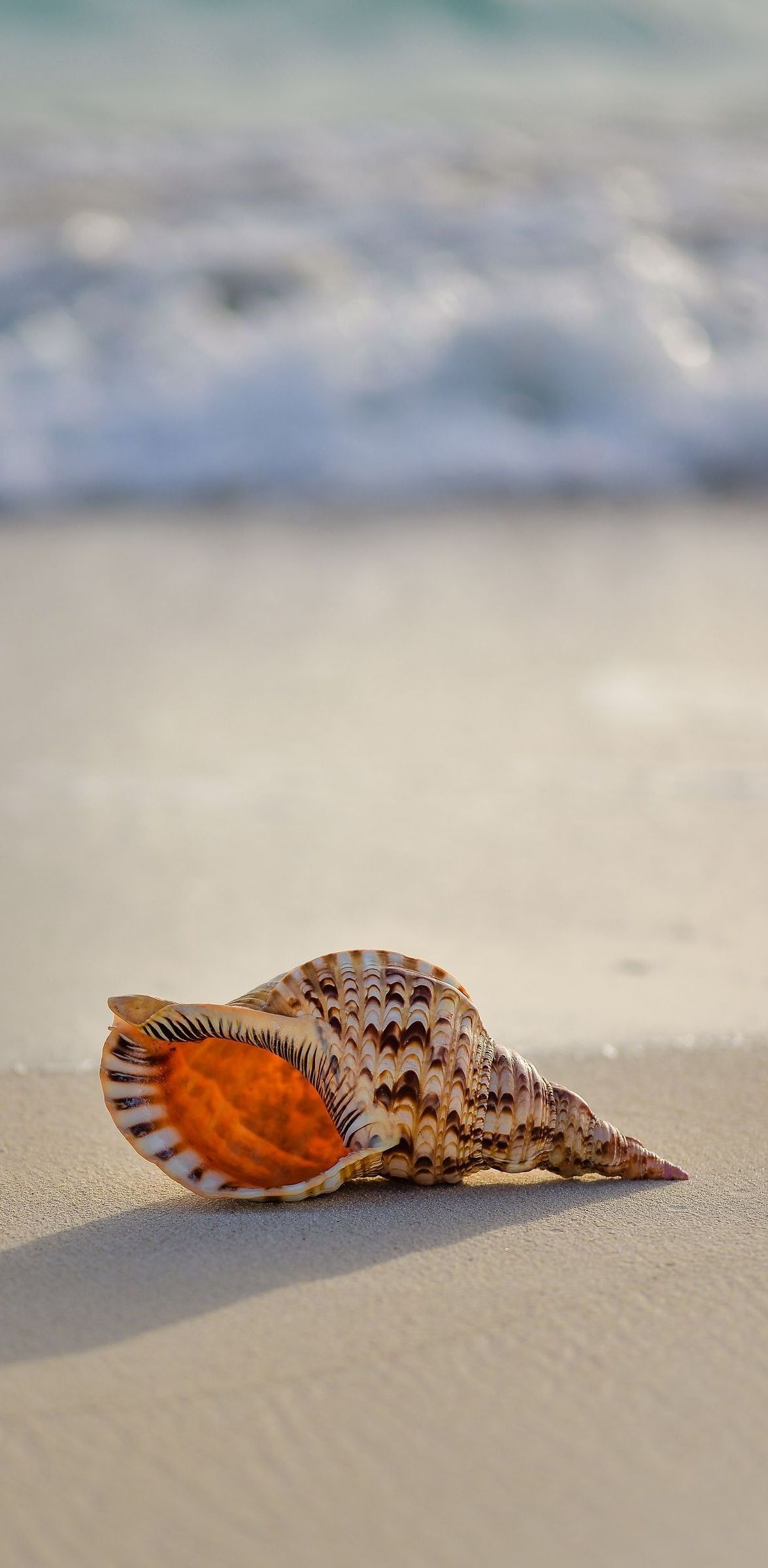 seashell