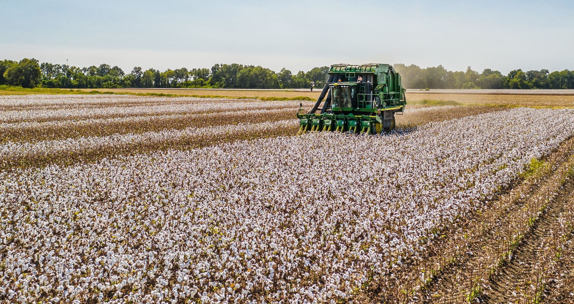 cotton being harvested