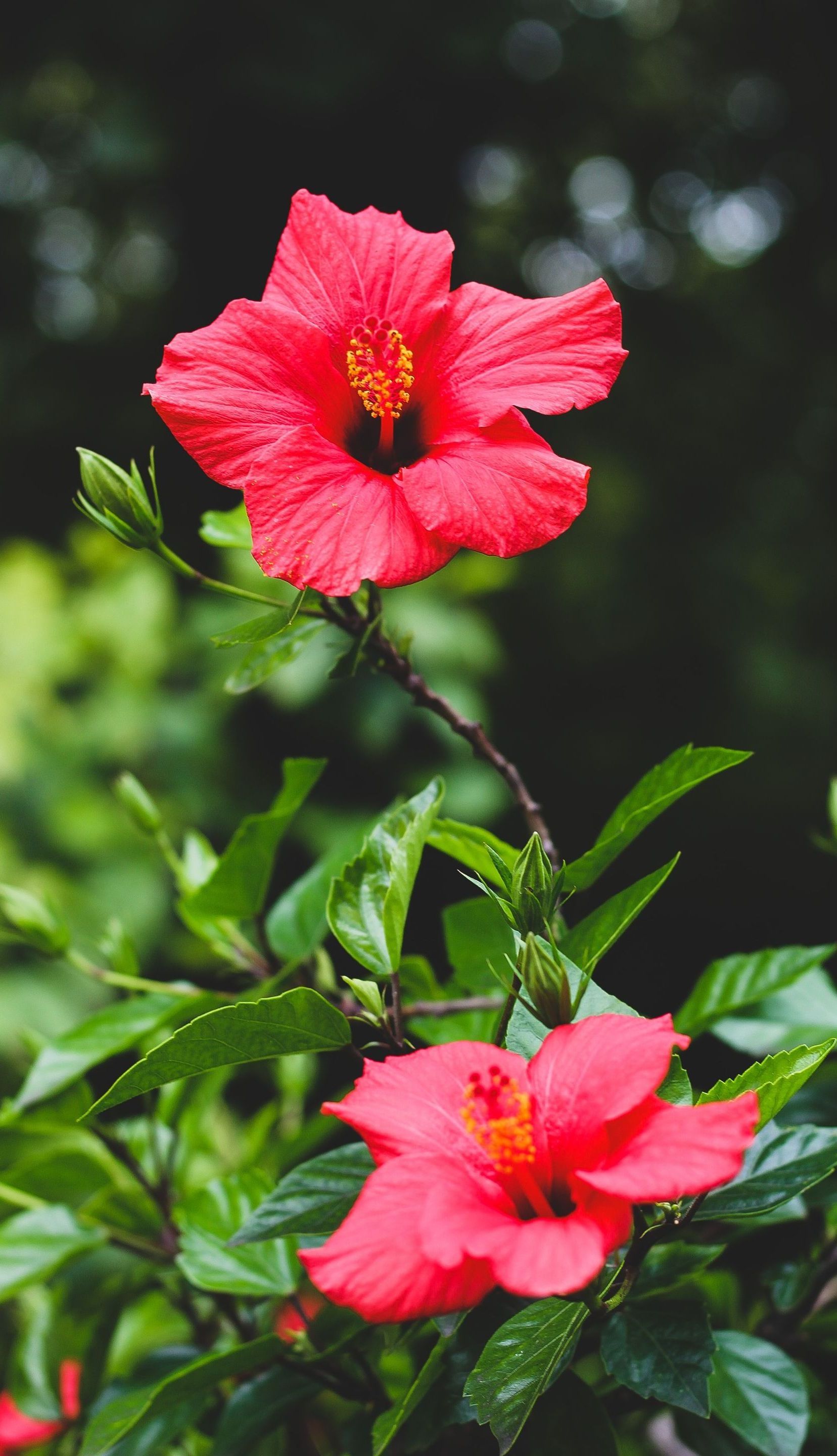 hibiscus flower