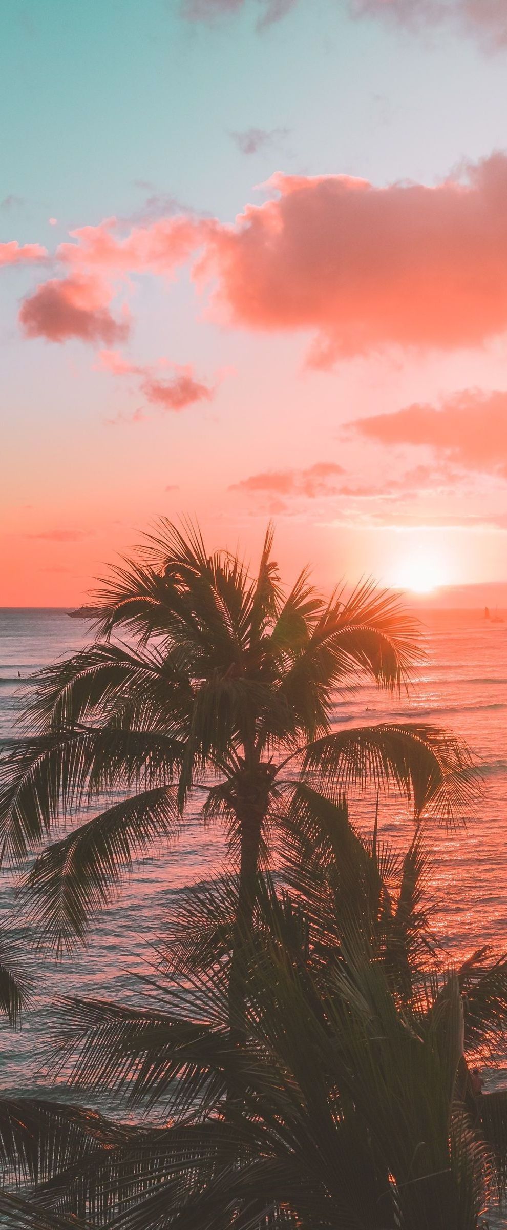 palm trees in hawaii